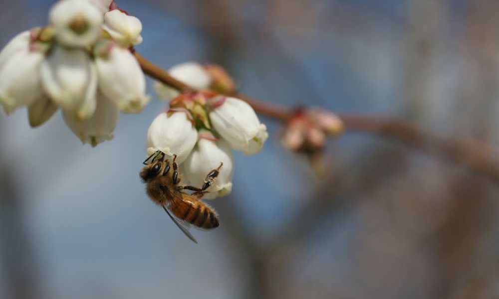 Pollination