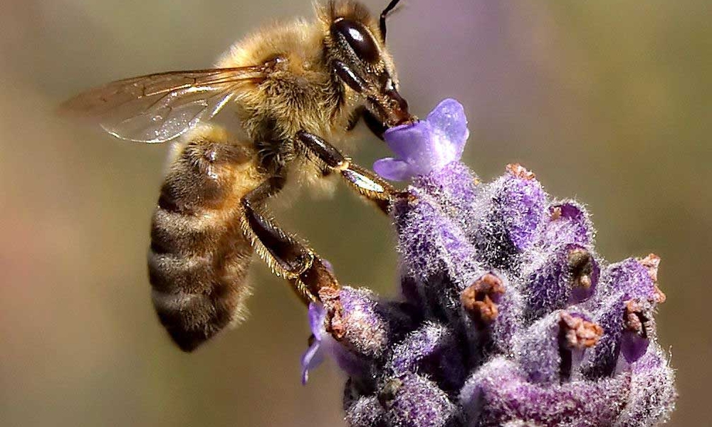 Pollination