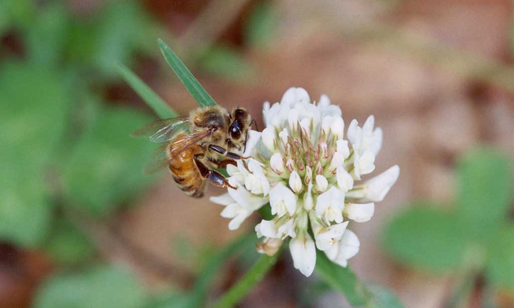 Pollination