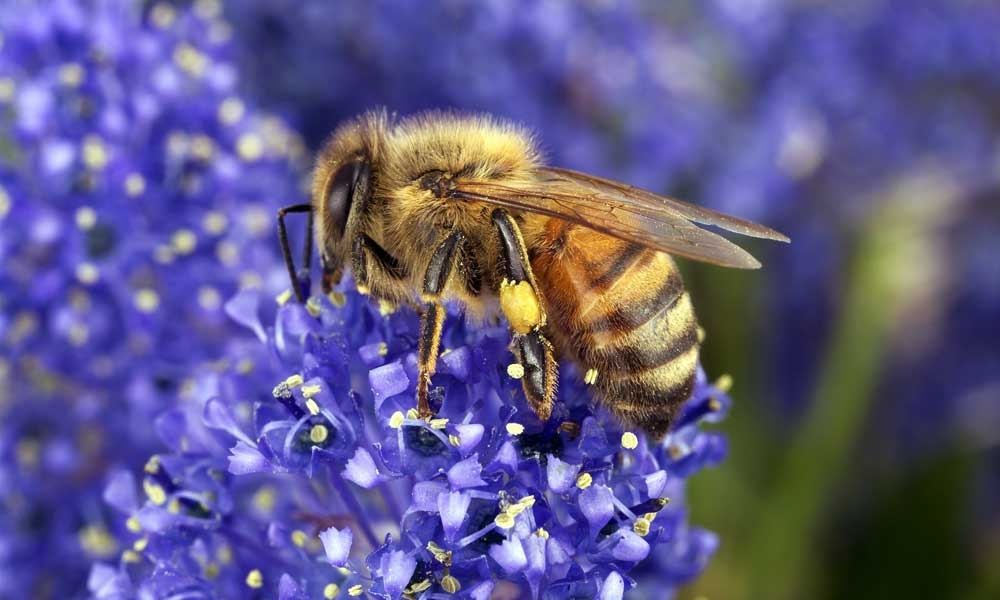 Pollination