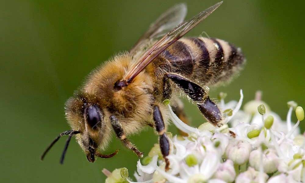 Pollination