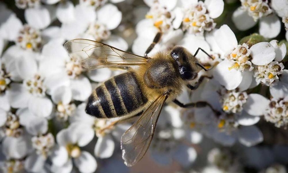 Pollination