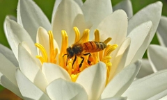 Pollination