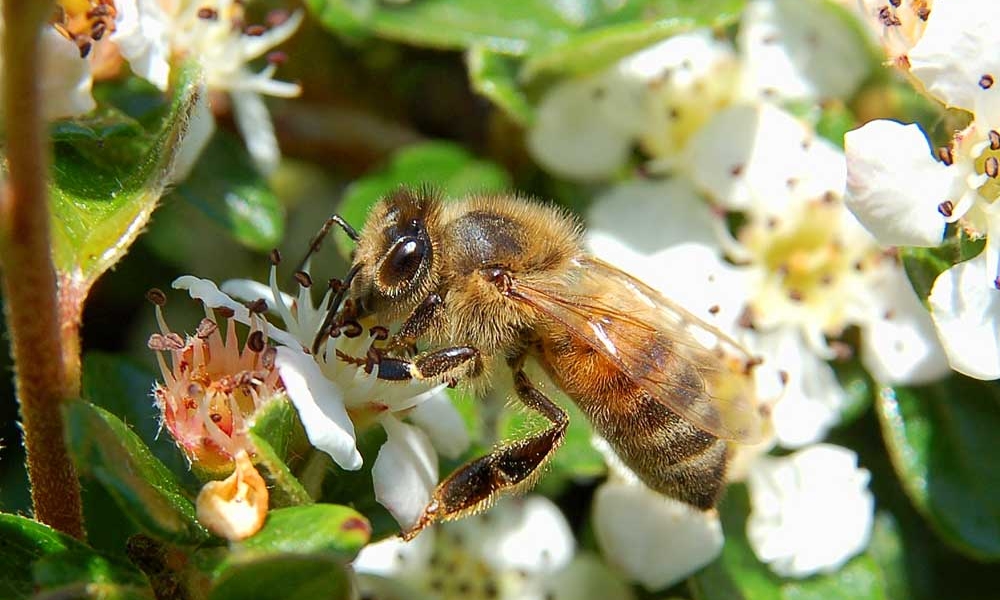 Pollination