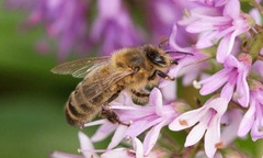 Pollination